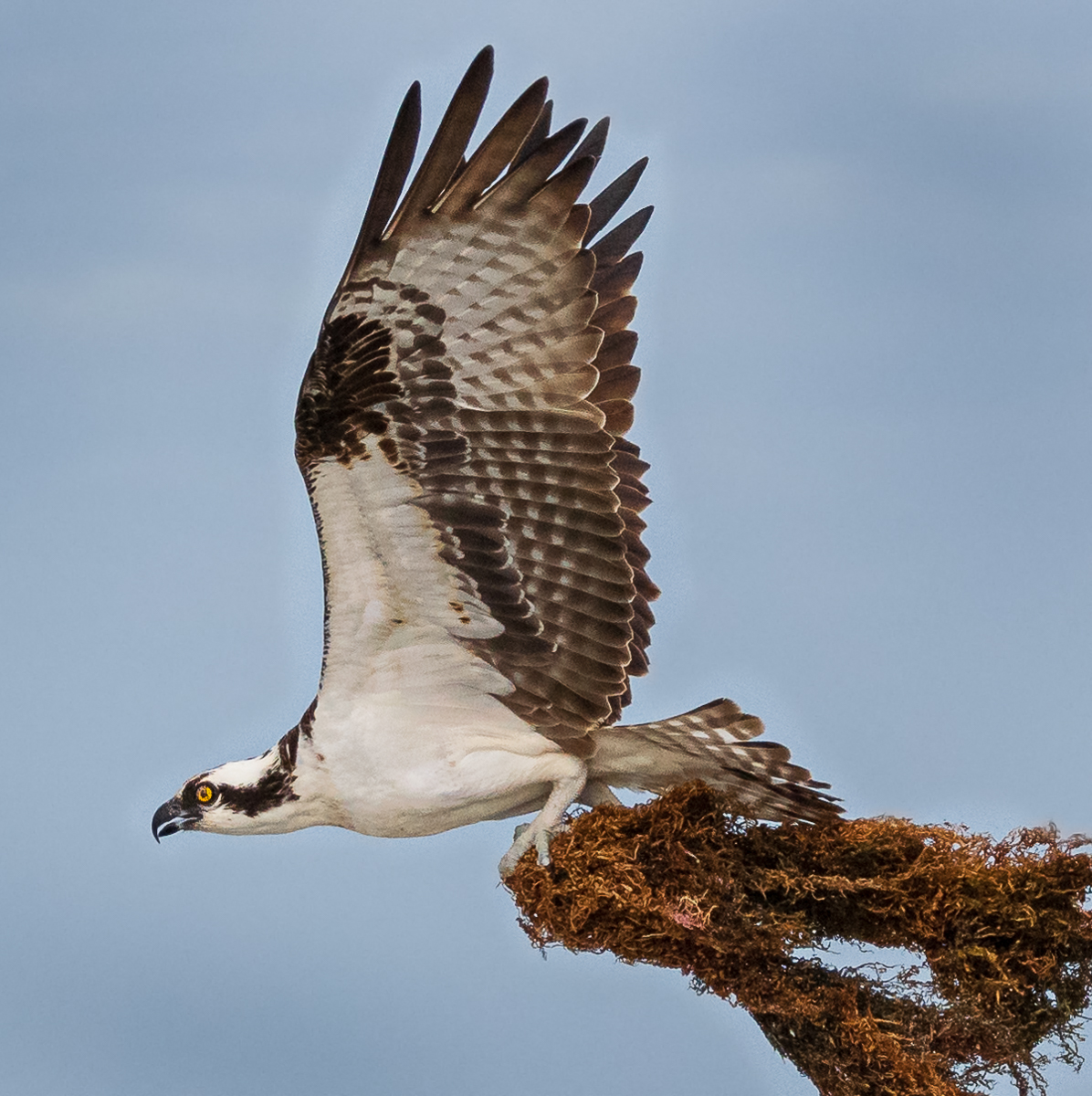 September 2019 Nature - Bill Giaimo  - Osprey with Nesting Material